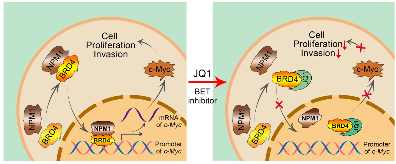 BET bromodomain inhibitor